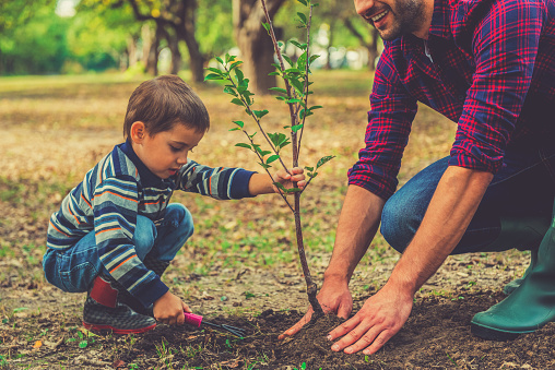 father and son planting a tree in the garden