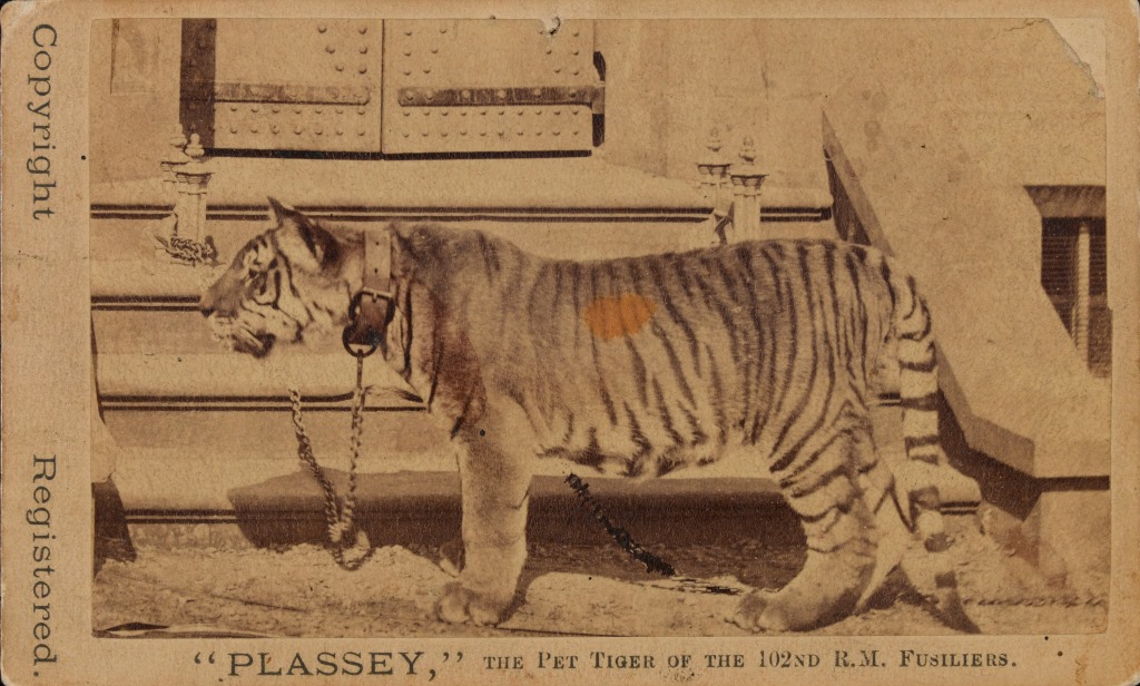 Photo of Plassey the tiger