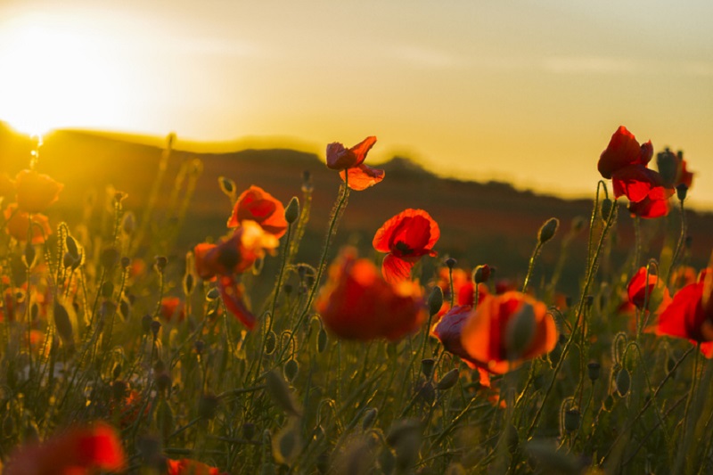 History of Armistice Day Poppy