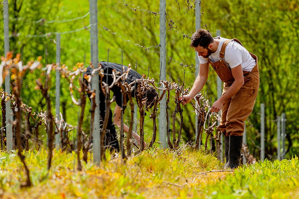 Two people picking grapes in a vineyard